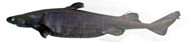 Etmopterus princeps_022229.jpg